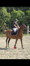 A VENDRE Welsh K DE 19 ANS EN PLEINE FORME 