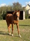 Pouliche 2 ans et demie 