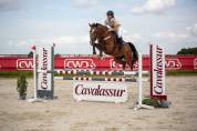Cheval Selle Fran&ccedil;ais 