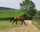 Cheval Selle Fran&ccedil;ais 