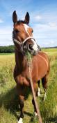Cheval Selle Fran&ccedil;ais 