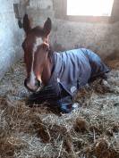 Cheval Selle Fran&ccedil;ais 