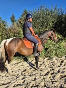 Poney 4 ans pour loisir mod&eacute;r&eacute;