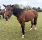 Trotteuse fran&ccedil;aise &agrave; vendre