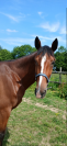Trotteuse fran&ccedil;aise &agrave; vendre