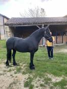 Yegua Fris&oacute;n En venta 2014 Negro