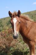 Pouliche Irish Cob x Comtois