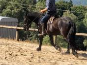 cheval hongre M&eacute;rens dress&eacute;