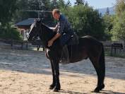 cheval hongre M&eacute;rens dress&eacute;