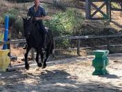 cheval hongre M&eacute;rens dress&eacute;