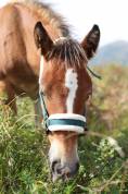 Pouliche Irish Cob x Comtois 