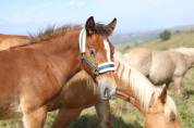 Pouliche Irish Cob x Comtois 