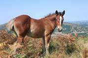Pouliche Irish Cob x Comtois 