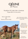 Pouliche Irish Cob x Comtois 