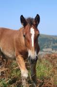 Pouliche Irish Cob x Comtois 