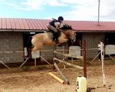  Impresionante caballo Bayo 15 a&ntilde;os | Noble y vers&aacute;til 