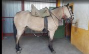  Impresionante caballo Bayo 15 a&ntilde;os | Noble y vers&aacute;til 