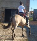  Impresionante caballo Bayo 15 a&ntilde;os | Noble y vers&aacute;til 