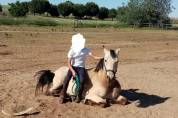  Impresionante caballo Bayo 15 a&ntilde;os | Noble y vers&aacute;til 