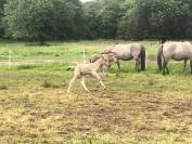 Pouliche Konik Welsh Part Bred