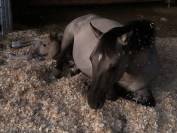 Pouliche Konik Welsh Part Bred
