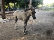 Pouliche Konik Welsh Part Bred