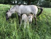 Pouliche Konik Welsh Part Bred