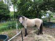 Poulain Konik Welsh Part Bred