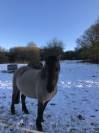 Poulain Konik Welsh Part Bred