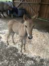 Poulain Konik Welsh Part Bred