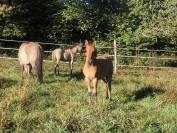 Poulain Konik Welsh Part Bred