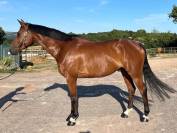 Hongre de 6 ans par Cornet Prinz