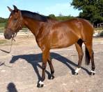 Hongre de 6 ans par Cornet Prinz