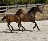 Top pouliche par Lupin Numenor 
