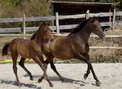 Top pouliche par Lupin Numenor 