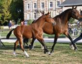 Magnifique pouliche souche Sophie du ch&acirc;teau 
