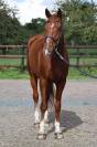 HASSIDI DE BLONDEL