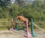 Top ponette de 1an