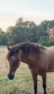 Top ponette de 1an