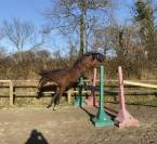 Top ponette de 1an