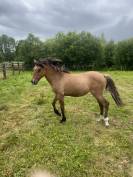 Top ponette de 1an