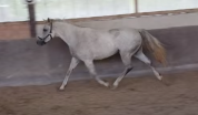 Ponette 3 ans Grande D