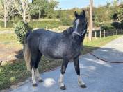 Poney fran&ccedil;ais de selle
