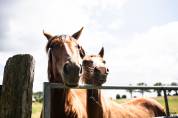 prorpi&eacute;t&eacute; equestre de 20 ha avec piste