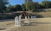 Hongre 4ans CONTHARGOS X TREASURE Z