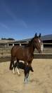 Hongre 4ans CONTHARGOS X TREASURE Z