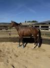 Hongre 4ans CONTHARGOS X TREASURE Z
