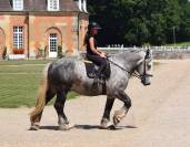 Percheron attel&eacute; et mont&eacute;