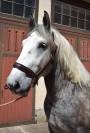 Percheron attel&eacute; et mont&eacute;