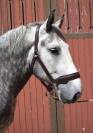 Percheron attel&eacute; et mont&eacute;